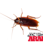 Borden Roach , Ant, and Spider Treatment