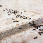 Ant Exterminator