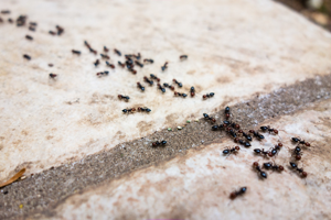 Ant Exterminator