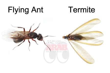 ant-vs-termite