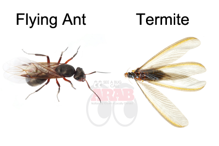 ant termite termites vs ants flying indiana classification treatment pest control