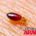 Brownstown Bed Bug Treatment