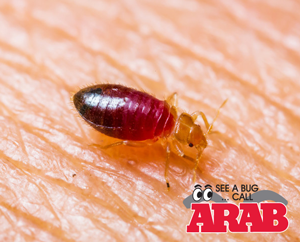 Bed Bug Treatments in Austin