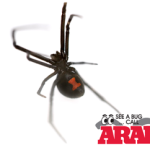 Black Widow Spider