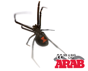 Black Widow Spider