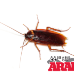 Brownstown Roach , Ant, and Spider Treatment