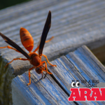 Mud Dauber - Wasp