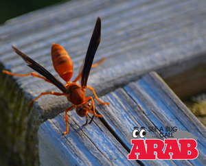 Mud Dauber - Wasp