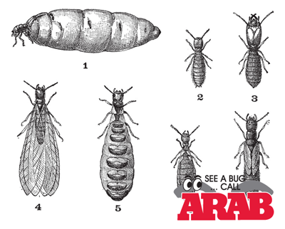 Termite Types