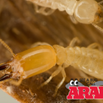 New Albany Termite Treatment